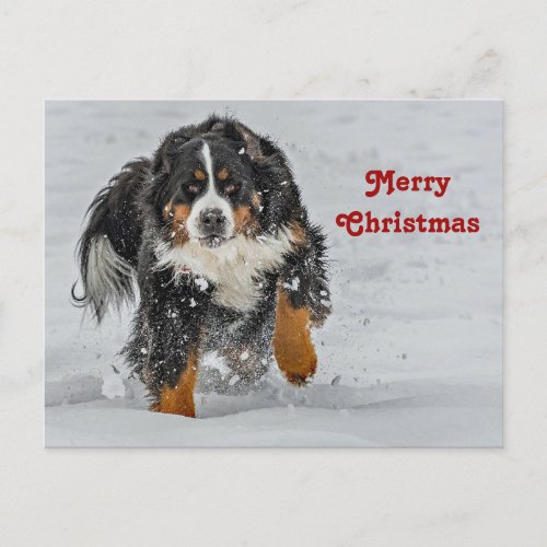 Bernese Mountain Dog Snow Photo Christmas Postcard