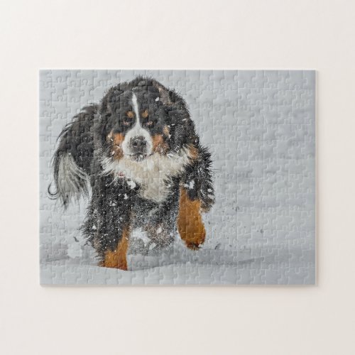 Bernese Mountain Dog Snow Photo Jigsaw Puzzle