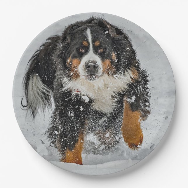 Bernese Mountain Dog Snow Photo Paper Plates (Front)