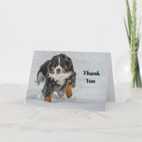 Bernese Mountain Dog Snow Photo