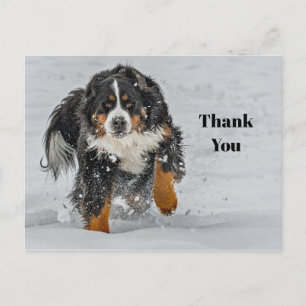 Bernese Mountain Dog Snow Photo Thank You Postcard