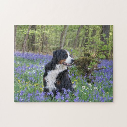 Bernese Mountain Dog Spring Woodland Jigsaw Puzzle