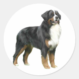 Bernese Mountain Dog - standing Classic Round Sticker