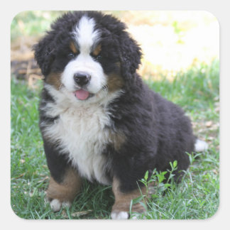Bernese Mountain Dog Sticker
