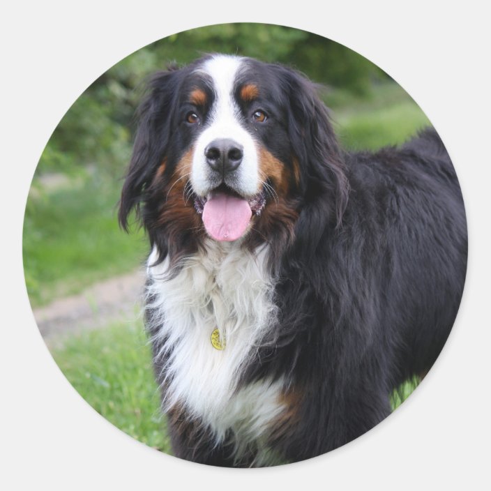 bernese mountain dog backpack