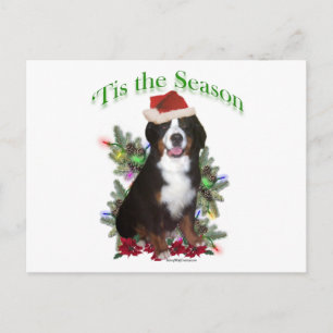 Bernese Mountain Dog ‘Tis Holiday Postcard