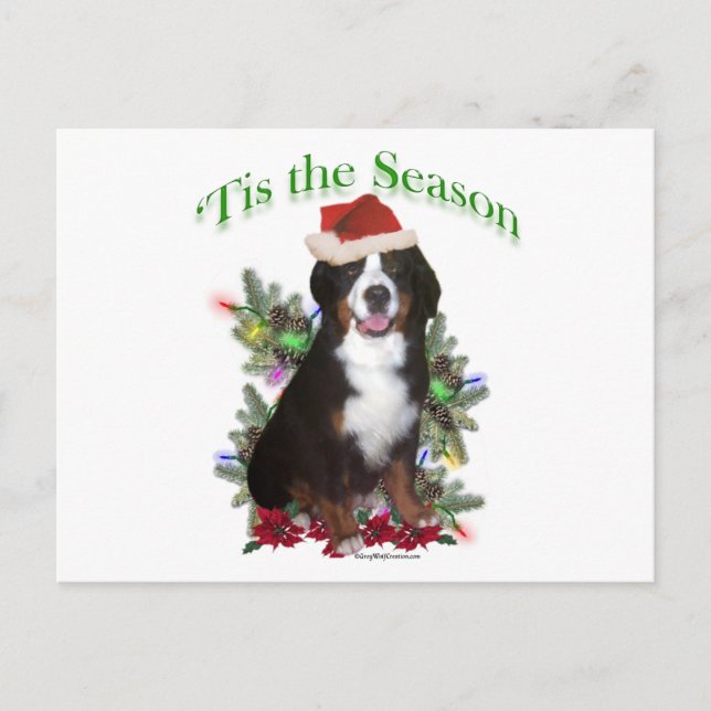 Bernese Mountain Dog ‘Tis Holiday Postcard (Front)