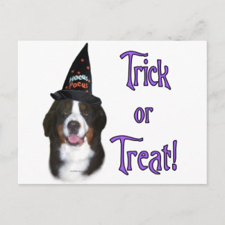 Bernese Mountain Dog Trick Postcard