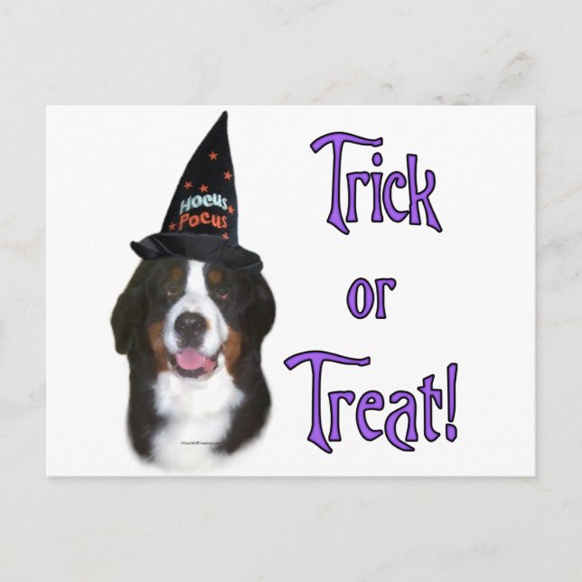 Bernese Mountain Dog Trick Postcard (Front)