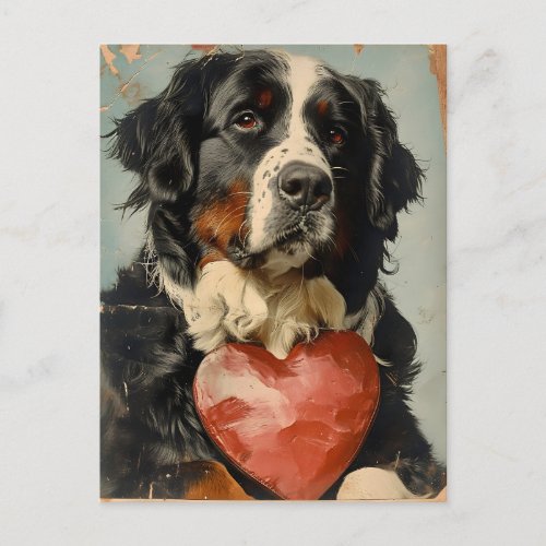 Bernese mountain dog Valentines day Postcard