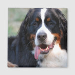 Bernese Mountain Dog with Big Tongue Magnet