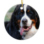 Bernese Mountain Dog with Big Tongue Ornaments