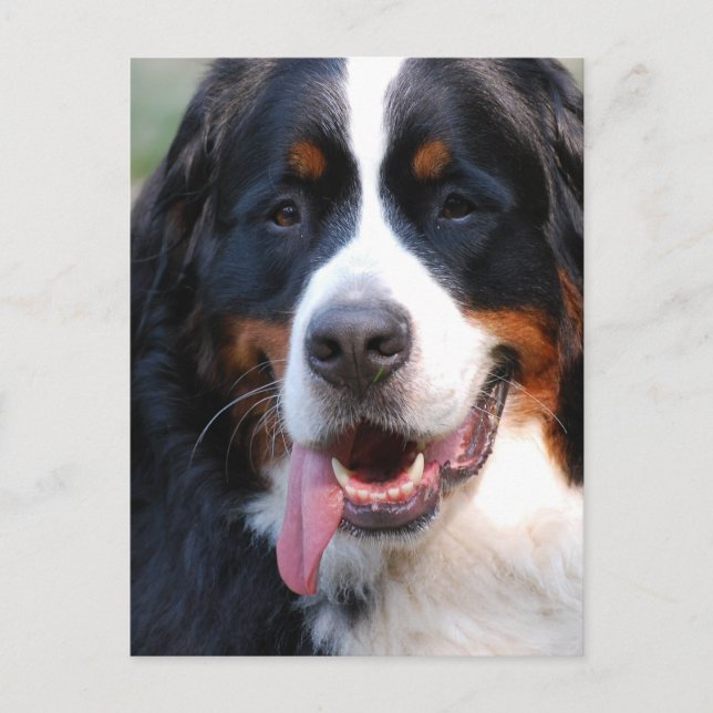 Bernese Mountain Dog with Big Tongue Postcard (Front)
