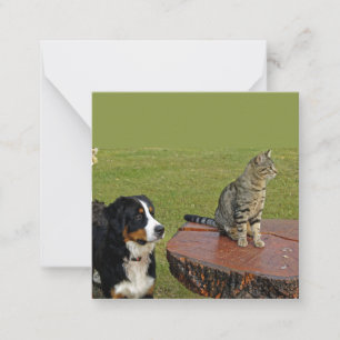 bernese mountain dog with cat note card