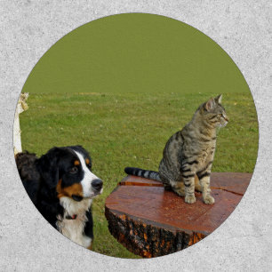 bernese mountain dog with cat patch