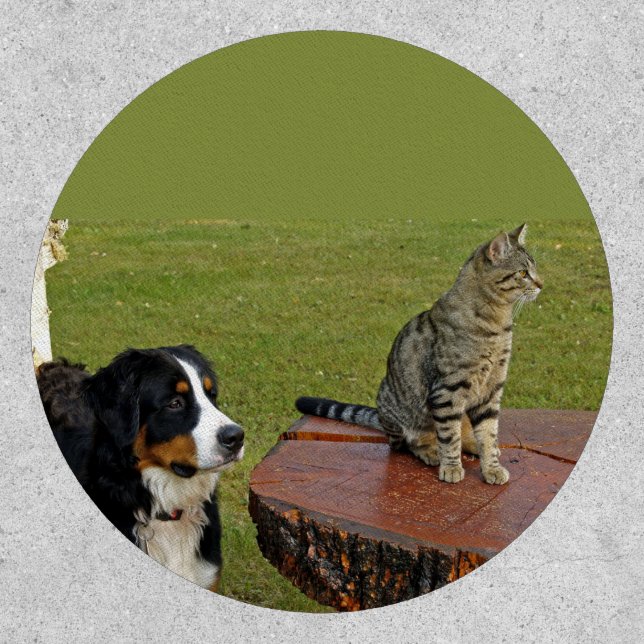 bernese mountain dog with cat patch (Front)