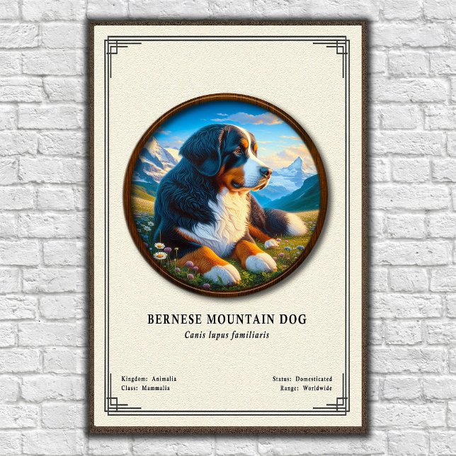 Bernese Mountain Dog Zoology Series Poster (Creator Uploaded)