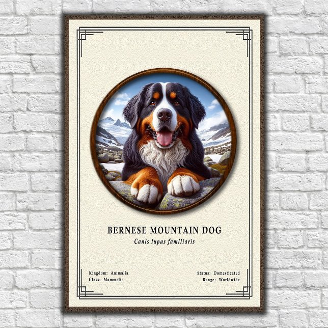 Bernese Mountain Dog Zoology Series Poster (Creator Uploaded)