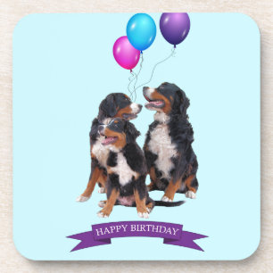 Bernese Mountain Dogs Happy Birthday Beverage Coaster