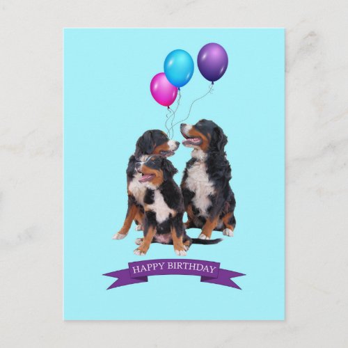 Bernese Mountain Dogs Happy Birthday Postcard