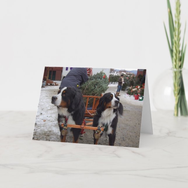 Bernese Mountain Dogs Holiday Card (Front)