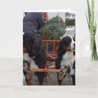 Bernese Mountain Dogs Holiday Card