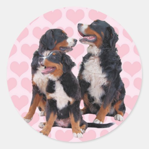 Bernese Mountain Dogs with Pink Hearts Classic Round Sticker