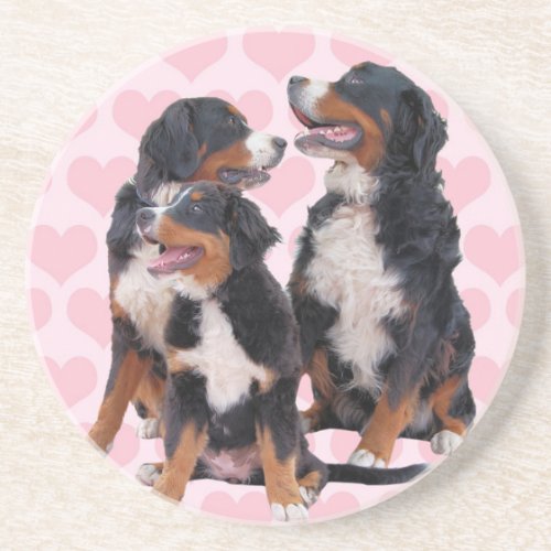 Bernese Mountain Dogs with Pink Hearts Drink Coaster