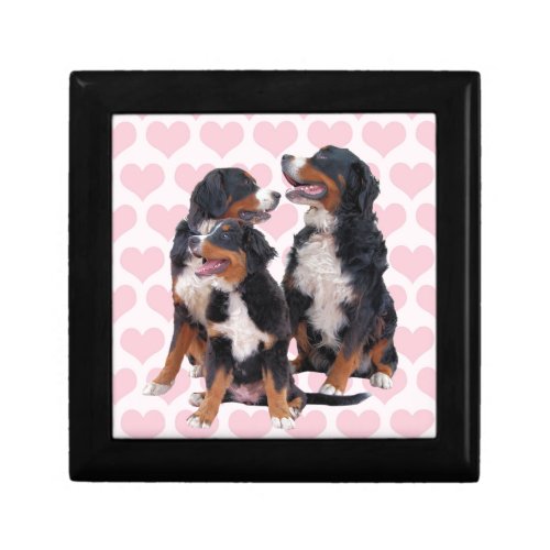 Bernese Mountain Dogs with Pink Hearts Gift Box