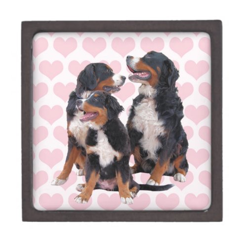 Bernese Mountain Dogs with Pink Hearts Jewelry Box