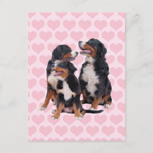 Bernese Mountain Dogs with Pink Hearts Postcard (Front)