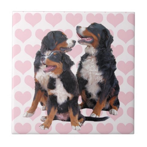 Bernese Mountain Dogs with Pink Hearts Tile