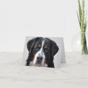 Bernese Mountain Dphoto Blank Card by roughcollie at Zazzle