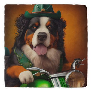 Bernese Mountain Driving Bike St. Patrick's Day Trivet