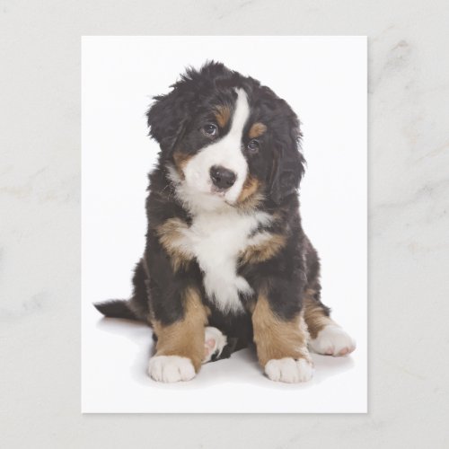 Bernese Mountain Puppy Dog Blank Postcard