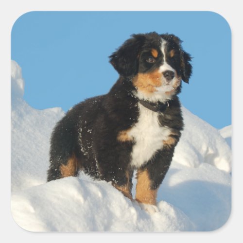 Bernese Mountain Puppy Dog Sticker  Seal