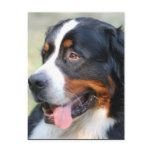 Bernese Mountain Puppy Postcard