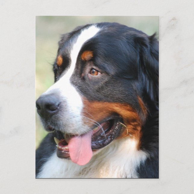 Bernese Mountain Puppy Postcard (Front)