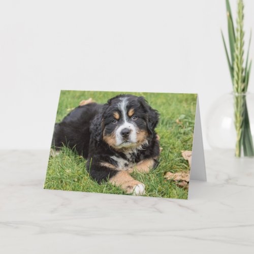 Bernese Mountain Puppy Resting in the Park Card