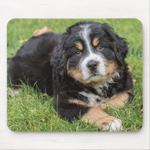 Bernese Mountain Puppy Resting in the Park Mouse Pad