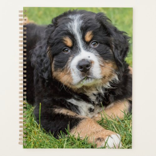 Bernese Mountain Puppy Resting in the Park Planner