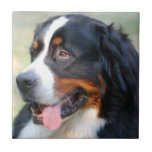 Bernese Mountain Puppy Tile