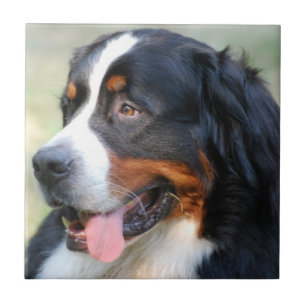 Bernese Mountain Puppy Tile