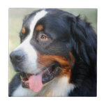 Bernese Mountain Puppy Tile