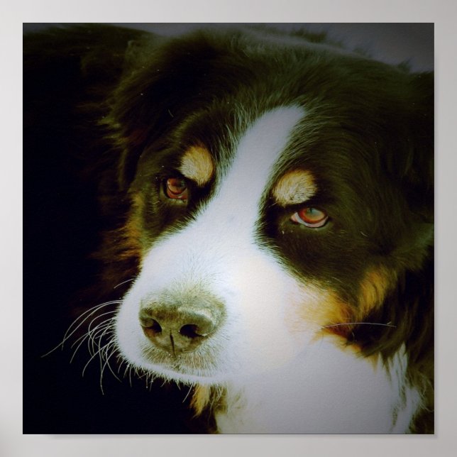 Bernese Mountian Dog Poster (Front)