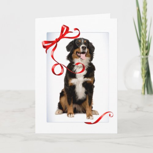 Bernese Mt Dog Christmas Card