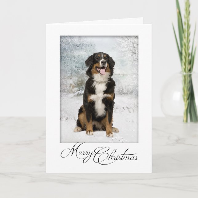 Bernese Mt. Dog Christmas Card (Front)