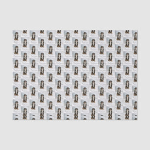 Bernese Mt. Dog Christmas Tissue Paper