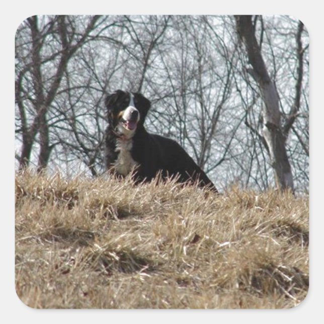Bernese Mt. Dog Square Sticker (Front)