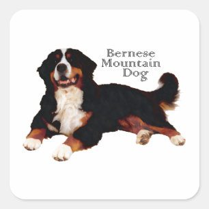 BERNESE Mt. Dog Square Sticker